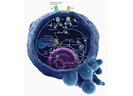 HQL制药、常州隆赛和上海HJC黄金城平台将共同研新型抗癌药物