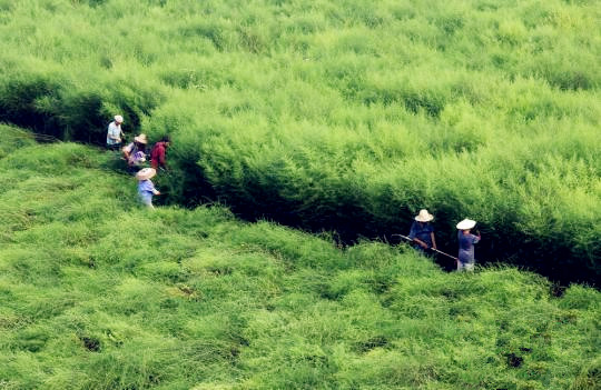 国内青蒿素产业现状：难觅国内药企身影