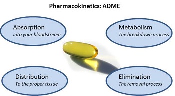 毒代动力学的吸收、分布、代谢、排泄