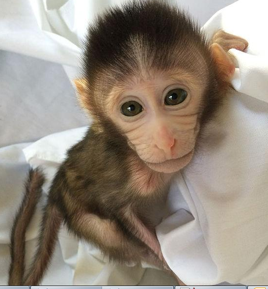 转基因猴成攻克自闭症利剑，首个非人灵长类自闭症模型建立