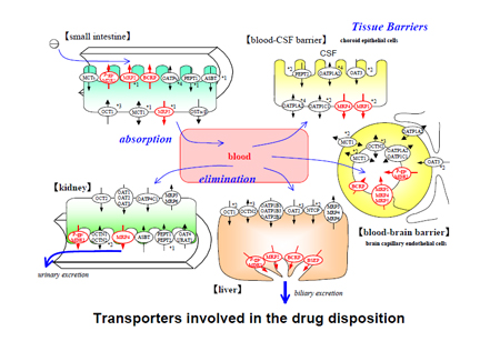 药物转运体在药物吸收、分布、代谢、排泄中的作用