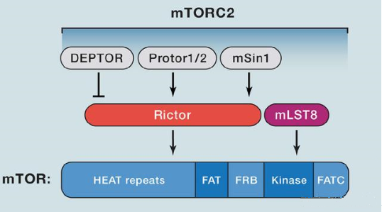mTORC2的组成蛋白主要有Rictor、mSin1、mSLT8和Protor等