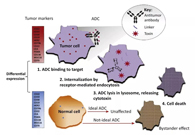 浅析：ADC药物的抗癌之路