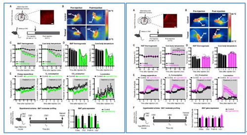 对神经元的激活会减少棕色脂肪产能，减少身体活动，从而抑制能量的消耗；相反，抑制神经元会提高能量的消耗。
