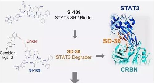 结构优化得到的SH2结合分子SI-109与CRBN结合，得到SD-36