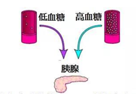 调节血糖稳态，GK负重前行