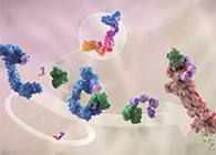 LYTAC出世，与PROTAC并肩作战针对不可成药的靶点