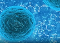 攻克三阴性乳腺癌，蜜蜂毒液竟是关键？