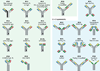 【云回顾】理论、法规、实践，三位一体讲解双抗的生物分析