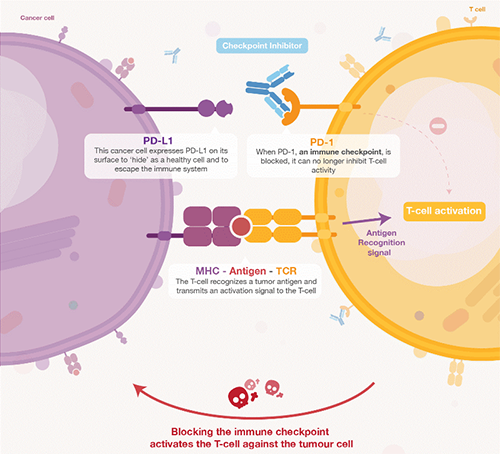 饿了吗？饿一饿原来可以辅助PD-1抑制剂肿瘤免疫治疗 