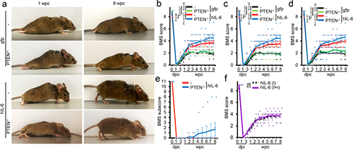 Hyper-IL-6促进功能恢复(来源：Nature)