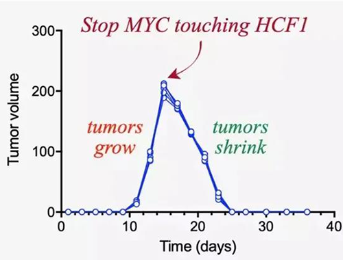 可以“融化”肿瘤的蛋白质，你一定没有听说过！