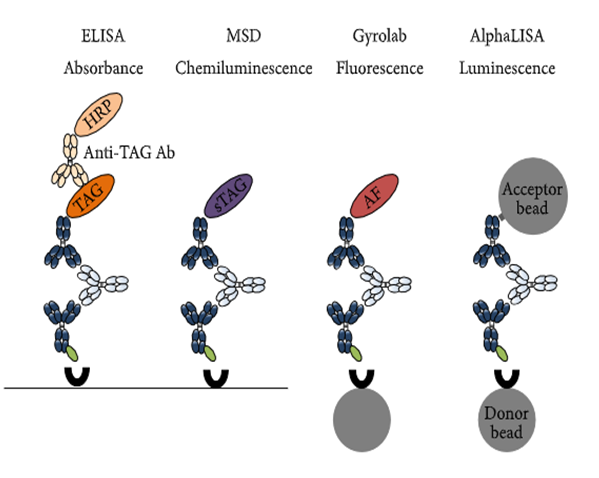 HJC黄金城平台免疫原性研究四大平台