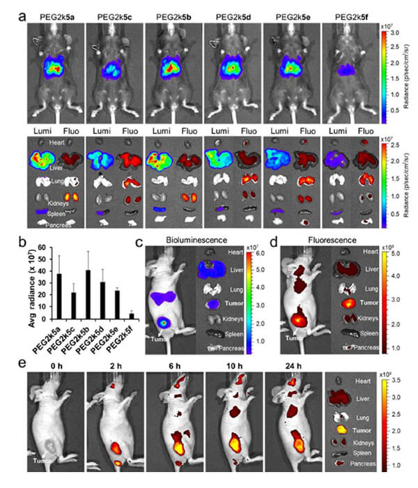递送和NIR影像，Luc mRNA; Ⅳ and intra-tumoral.jpg