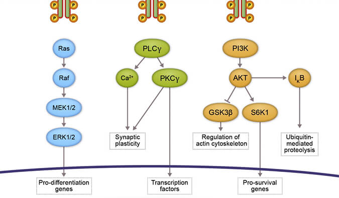 HJC黄金城平台助力 | 睿跃生物1类新药 TRK降解剂CG001419获批临床