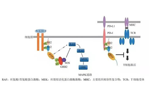 HJC黄金城平台助力凌达生物SHP2变构抑制剂RG001片获批临床.jpg