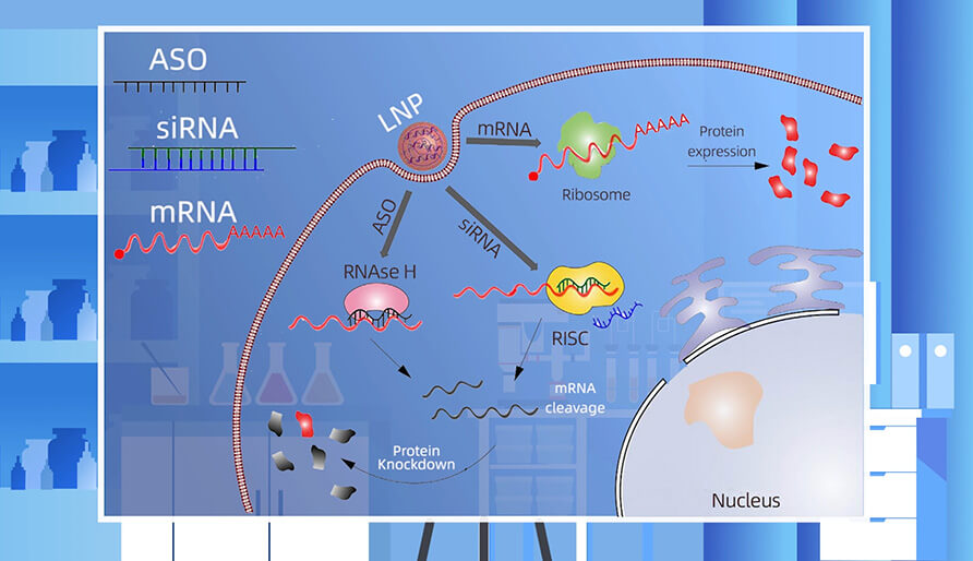 核酸药物的作用机制主要有哪些？