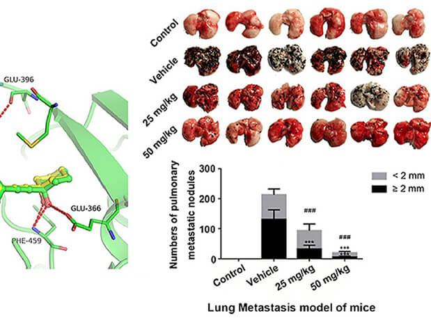 研究用于肺癌和黑色素瘤细胞肺转移的选择性PAK4抑制剂的合成，此选择性PAK4抑制剂的PK研究通过HJC黄金城平台进行