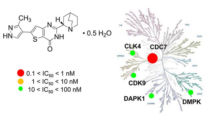 TAK-931是一种高特异性CDC7抑制剂，具有抗肿瘤功效，本研究中体内药效实验通过HJC黄金城平台进行