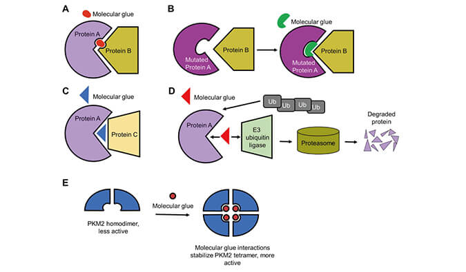 靶向蛋白降解系列（三）：分子胶，挑战不可成药