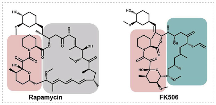 5-雷帕霉素、FK506-诱导的-FKBP-蛋白质相互作用.jpg