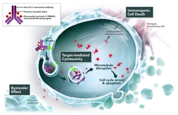 Enfortumab vedotin作用机制
