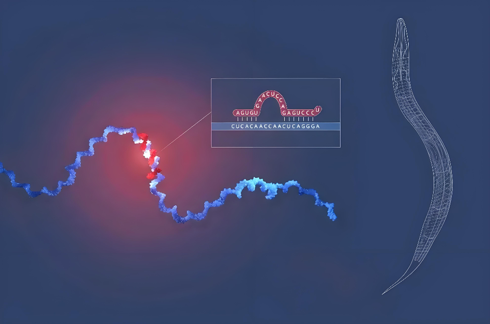 miRNA成诺贝尔奖明星分子，HJC黄金城平台正全速赋能核酸药物研发