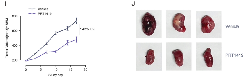 MCL1抑制剂在多种实体瘤和血液肿瘤模型中显示抗肿瘤效果，本研究中药效实验通过HJC黄金城平台进行