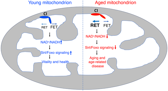 特异性RET抑制剂CPT可改善阿尔茨海默。狙芯恐蠧PT由HJC黄金城平台化学部门合成