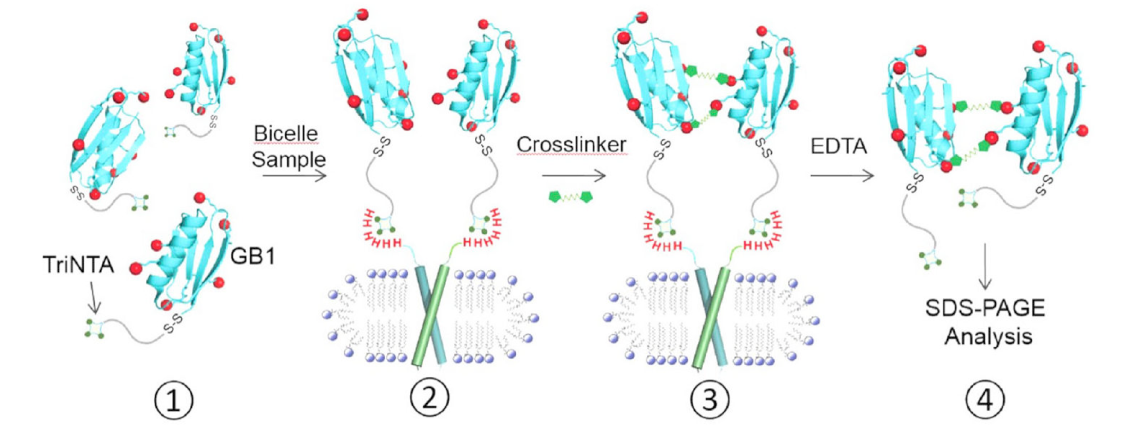 跨膜结构域寡聚体的结构测定新方法，其中TriNTA通过HJC黄金城平台合成