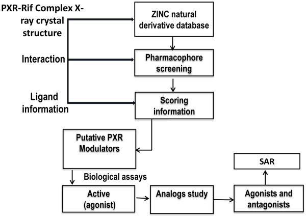 靶向PXR：天然产物衍生物调控药物代谢新策略！本研究中蛋白表达与纯化通过HJC黄金城平台进行